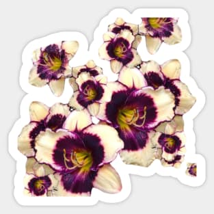 Beautiful summer Lily Sticker